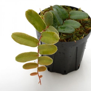 Marcgravia sintenisii ��[ �ޥ륯����ӥ�������ƥͥ��� ]���� PN210501-08 ��