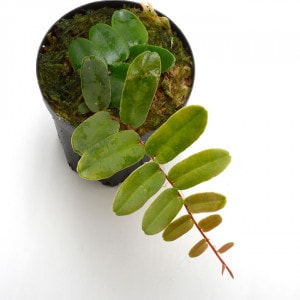 Marcgravia sintenisii ��[ �ޥ륯����ӥ�������ƥͥ��� ]���� PN210501-10 ��