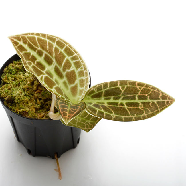 Macodes sanderiana 