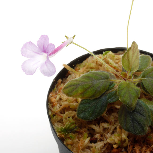 Sinningia pusilla [ シンニンギア・プシラ ] 【 PN210506-02 】