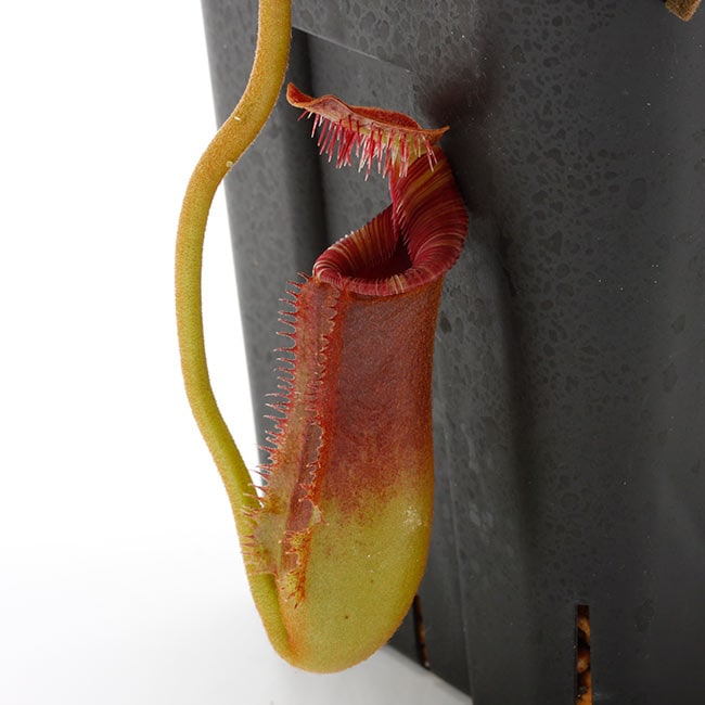 Nepenthes Trusmadiensis ネペンテス トラスマディエンシス