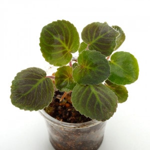 Saintopaulia velutina��[ ����ȥݡ��ꥢ���٥�ƥ��� ]��1�ݥåȡ��� �ӥХꥦ�ࡢ�ѥ���ꥦ��˻Ȥ��䤹����ʪ ��