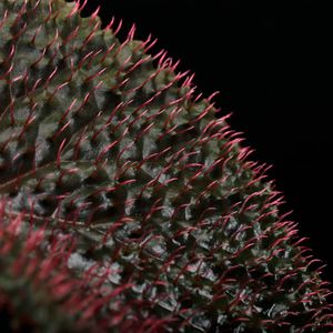 原種ベゴニア　アンボディフォラヘンシス 原種ベゴニア アンボディフォラヘンシス