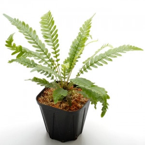 Blechnum obtusatum var. obtusatum | ブレクナム・オブツサタム var