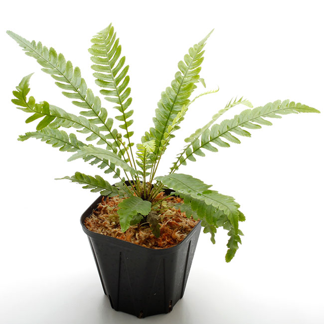 Blechnum obtusatum var. obtusatum [ ブレクナム・オブツサタム var