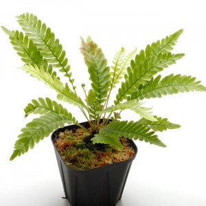 Blechnum obtusatum var. obtusatum | ブレクナム・オブツサタム var