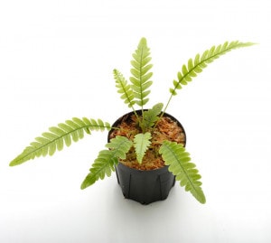 Blechnum obtusatum var. obtusatum | ブレクナム・オブツサタム var
