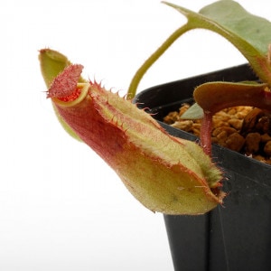 Nepenthes truncata ( highland - Reddish leaves )��[ �ͥڥ�ƥ����ȥ�󥫡��� ]���� PN210622-05 ��