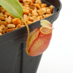 Nepenthes undulatifolia��[ �ͥڥ�ƥ�������ǥ��ƥ��ե��ꥢ ]���� PN210622-08 ��