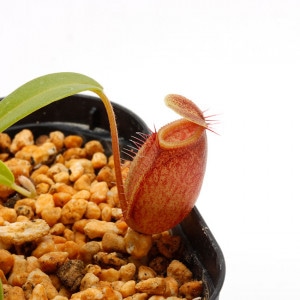 Nepenthes undulatifolia��[ �ͥڥ�ƥ�������ǥ��ƥ��ե��ꥢ ]���� PN210622-09 ��