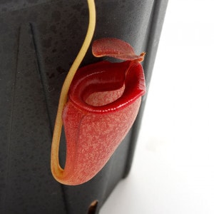 Nepenthes jacquelineae��[ �ͥڥ�ƥ������㥯����ͥ��� ]���� PN211108-17 ��