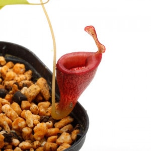 Nepenthes jamban��[ �ͥڥ�ƥ��������Х� ]���� Borneo Exotics / BE-3875 �ۡ� PN210622-14 ��