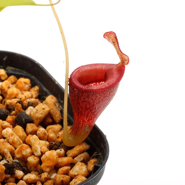 Nepenthes jamban [ ネペンテス・ジャンバン ] 【 Borneo Exotics / BE