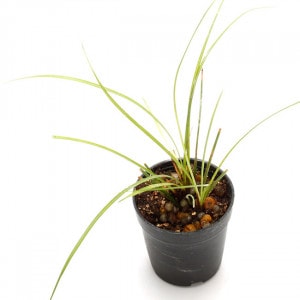 Carex conica Boott　[ カレックス・コニカ ブーツ / ヒメカンスゲ ]　1ポット　【 パルダリウム、ビバリウムに使いやすい植物 】|パルダリウム・ビバリウム用植物|植物