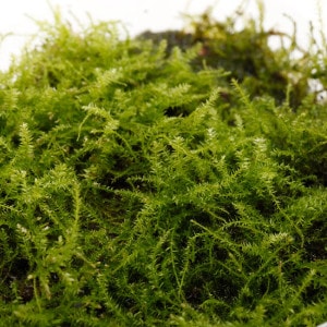 Lime Moss / PICUTA��[ �饤��⥹ / �ԥ����� ]��1�ݥåȡ��� �ѥ���ꥦ�ࡢ�ӥХꥦ��˻Ȥ��䤹����ʪ ��