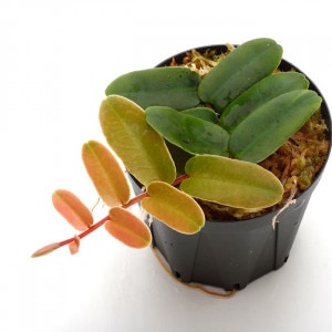 Marcgravia sintenisii ��[ �ޥ륯����ӥ�������ƥͥ��� ]���� PN210726-01 ��