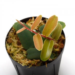 Marcgravia sintenisii ��[ �ޥ륯����ӥ�������ƥͥ��� ]���� PN210726-02 ��