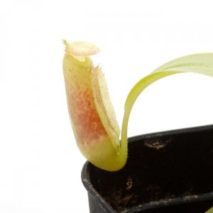 Nepenthes tenax��[ �ͥڥ�ƥ����ƥʥå��� ]���� PN210726-11 �ۡ��� �����Ӥ˼������륪�����ȥ�ꥢ��ͭ�Υͥڥ�ƥ� ��