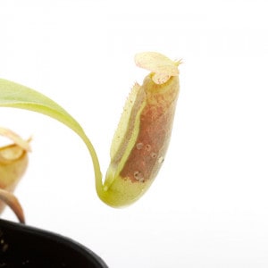 Nepenthes tenax��[ �ͥڥ�ƥ����ƥʥå��� ]���� PN210726-12 �ۡ��� �����Ӥ˼������륪�����ȥ�ꥢ��ͭ�Υͥڥ�ƥ� ��