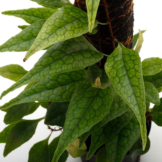 Microsorum sp. 