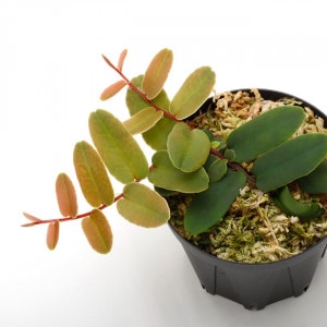 Marcgravia sintenisii ��[ �ޥ륯����ӥ�������ƥͥ��� ]���� PN210815-07 ��