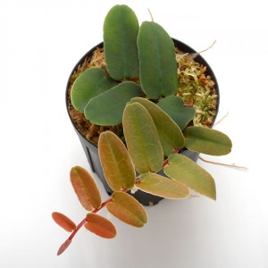 Marcgravia sintenisii ��[ �ޥ륯����ӥ�������ƥͥ��� ]���� PN210815-09 ��