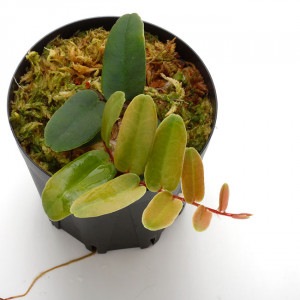 Marcgravia sintenisii ��[ �ޥ륯����ӥ�������ƥͥ��� ]���� PN210815-10 ��