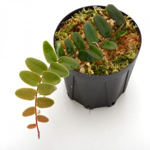 Marcgravia sintenisii ��[ �ޥ륯����ӥ�������ƥͥ��� ]���� PN210815-11 ��