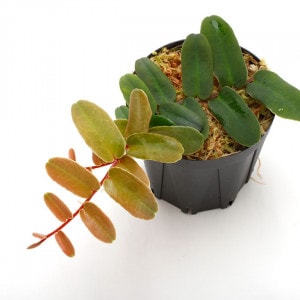 Marcgravia sintenisii ��[ �ޥ륯����ӥ�������ƥͥ��� ]���� PN210815-12 ��