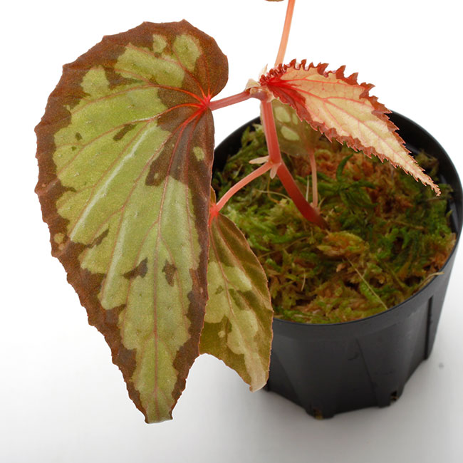 Begonia sp. 