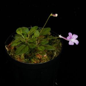 Sinningia pusilla��[ ����˥󥮥����ץ��� ]��1�ݥåȡ��� ���Ƹ�����Ķ�������勵�Х� ��