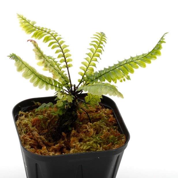 その他観葉植物 Cephalomanes sp. ' Manacapuru, Brasil 000000002205_pNz1SPt.jpg