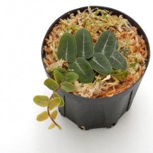 Marcgravia umbellata��[ �ޥ륯����ӥ�������٥顼�� ]���� PN210907-13 ��