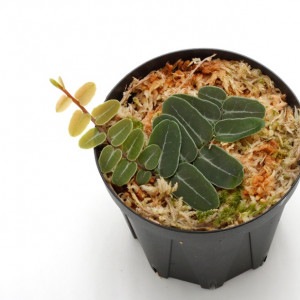 Marcgravia umbellata��[ �ޥ륯����ӥ�������٥顼�� ]���� PN210907-14 ��