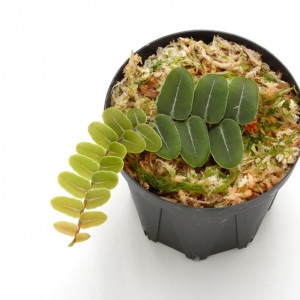 Marcgravia umbellata��[ �ޥ륯����ӥ�������٥顼�� ]���� PN210907-16 ��