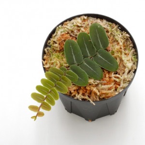 Marcgravia umbellata��[ �ޥ륯����ӥ�������٥顼�� ]���� PN210907-18 ��