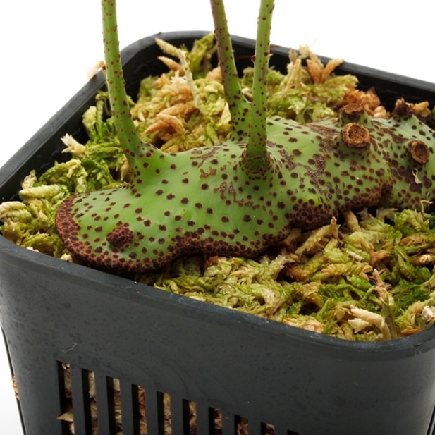 レカノプテリス ミラビリス Lecanopteris mirabilis レカノプテリス・ミラビリス | ガレージ