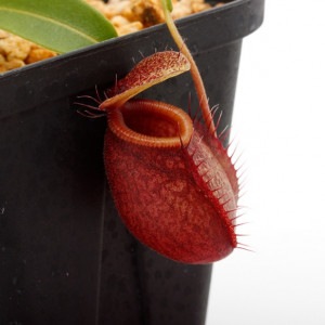 Nepenthes undulatifolia��[ �ͥڥ�ƥ�������ǥ��ƥ��ե��ꥢ ]���� PN211001-15 ��