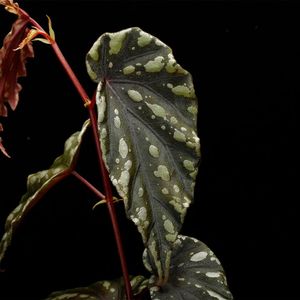 Begonia penrissenensis��[ �٥��˥����ڥ��å��ͥ󥷥�]��1�ݥå�