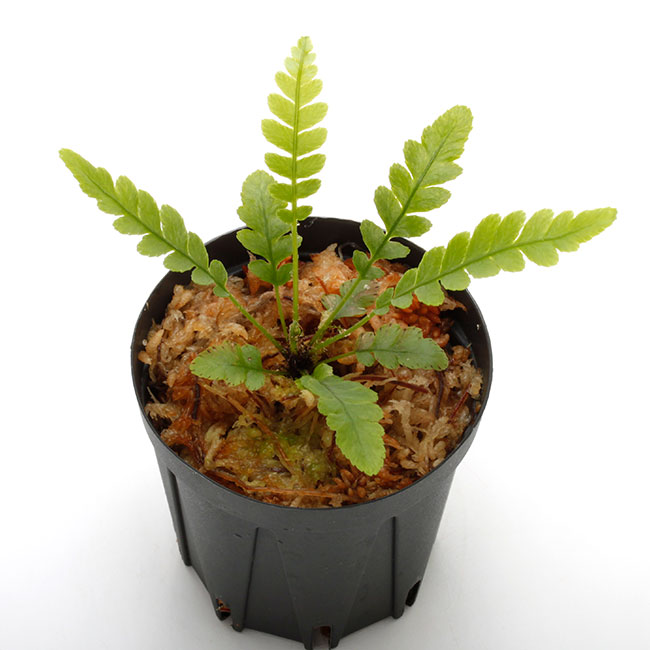 ブレクナム オブツサタムBlechnum obtusatum ② Blechnum obtusatum var. obtusatum ( LL ) [ ブレクナム