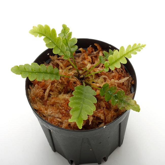 Blechnum obtusatum var. obtusatum ブレクナム Blechnum obtusatum var. obtusatum [ ブレクナム・オブツサタム