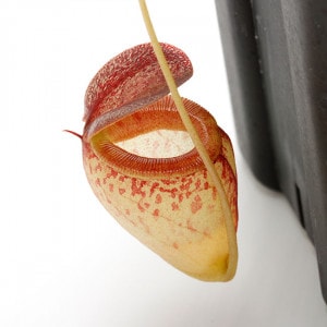 Nepenthes tenuis��[ �ͥڥ�ƥ����ƥ̥��� ]���� PN211108-09 ��