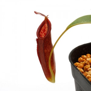 Nepenthes izumiae x inermis ��[ �ͥڥ�ƥ��������ߥ��� x ���ͥ�ߥ� ]���� PN211108-10 ��