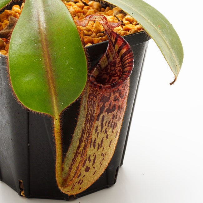 食虫植物N.mollis BE (ネペンテス　モーリス) 食虫植物N. mollis BE (ネペンテス モーリス) 食虫植物N.mollis BE