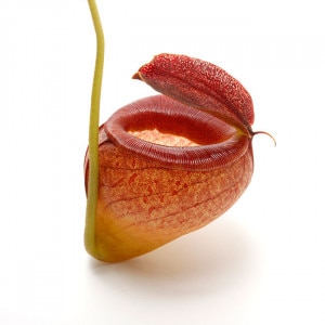 Nepenthes tenuis��[ �ͥڥ�ƥ����ƥ̥��� ]���� PN211108-13 ��