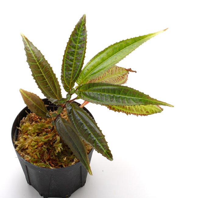 Pilea sp. 