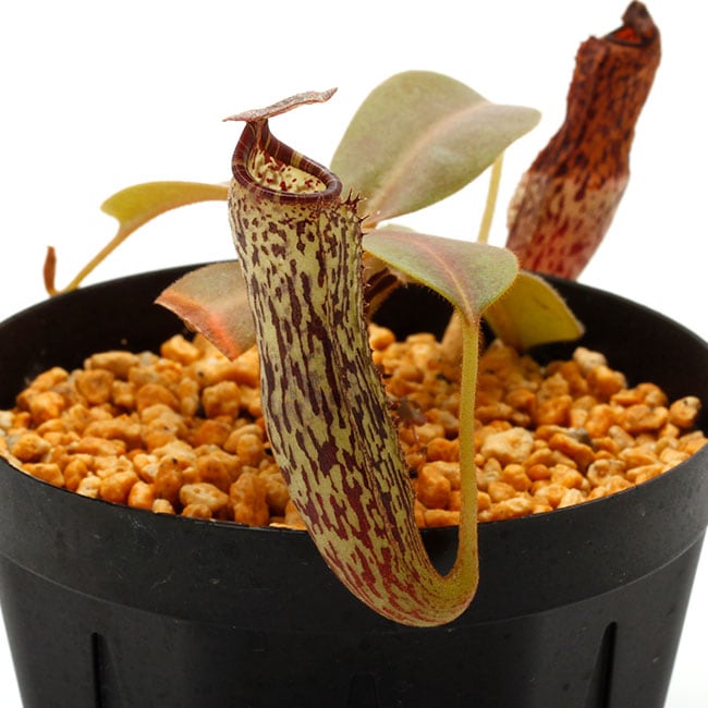 Nepenthes vogelii [ ネペンテス・ボゲリー ] 【 Borneo Exotics / BE