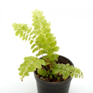 Nephrolepis ' Boston compacta ' [ ネフロレピス ' ボストン　コンパクタ ' ]　1ポット　【 パルダリウム、ビバリウムに使いやすい植物 】|パルダリウム・ビバリウム