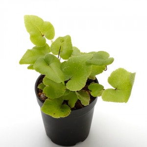 Dryopteris pedata [ ドリオプテリス・ペダータ ]　1ポット　【 パルダリウム、ビバリウムに使いやすい植物 】