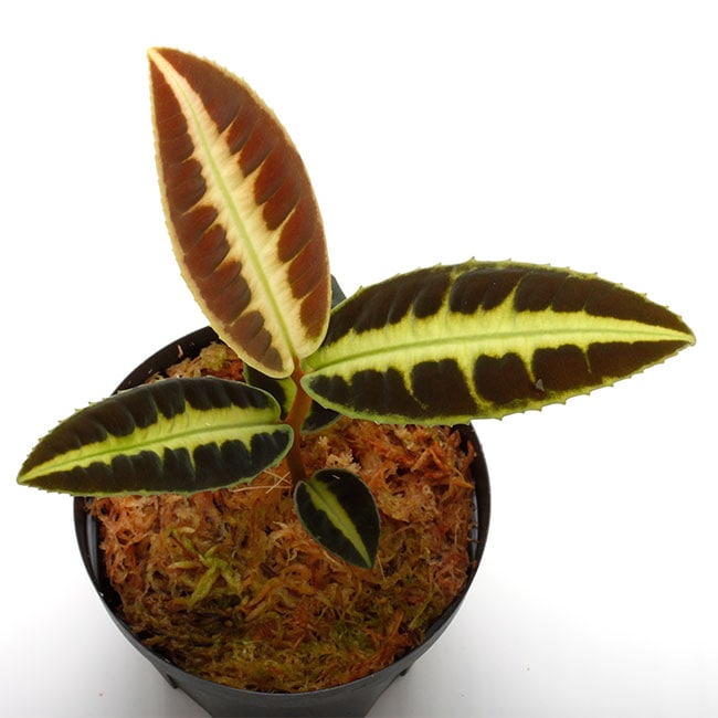 Labisia sp. 